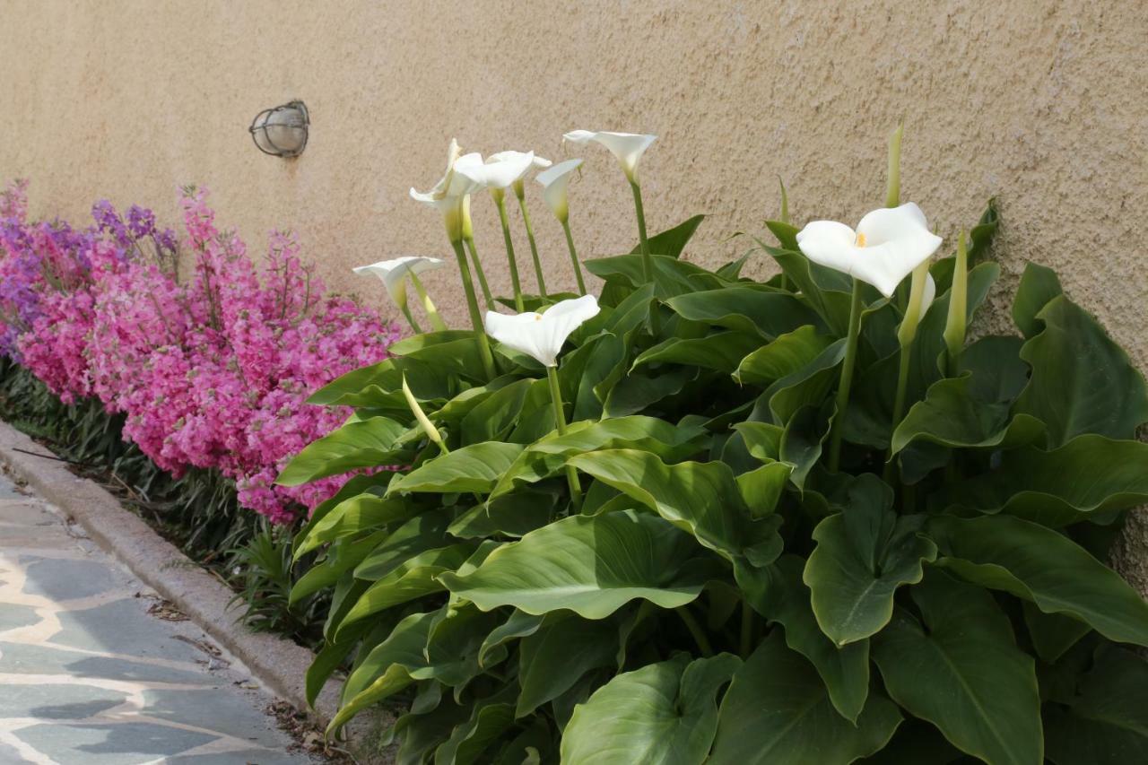 Thalassia Thea Apartment Galissas Exterior photo